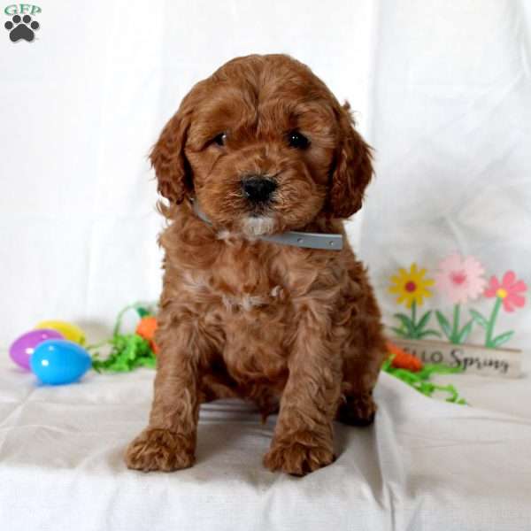 Jasper, Cavapoo Puppy